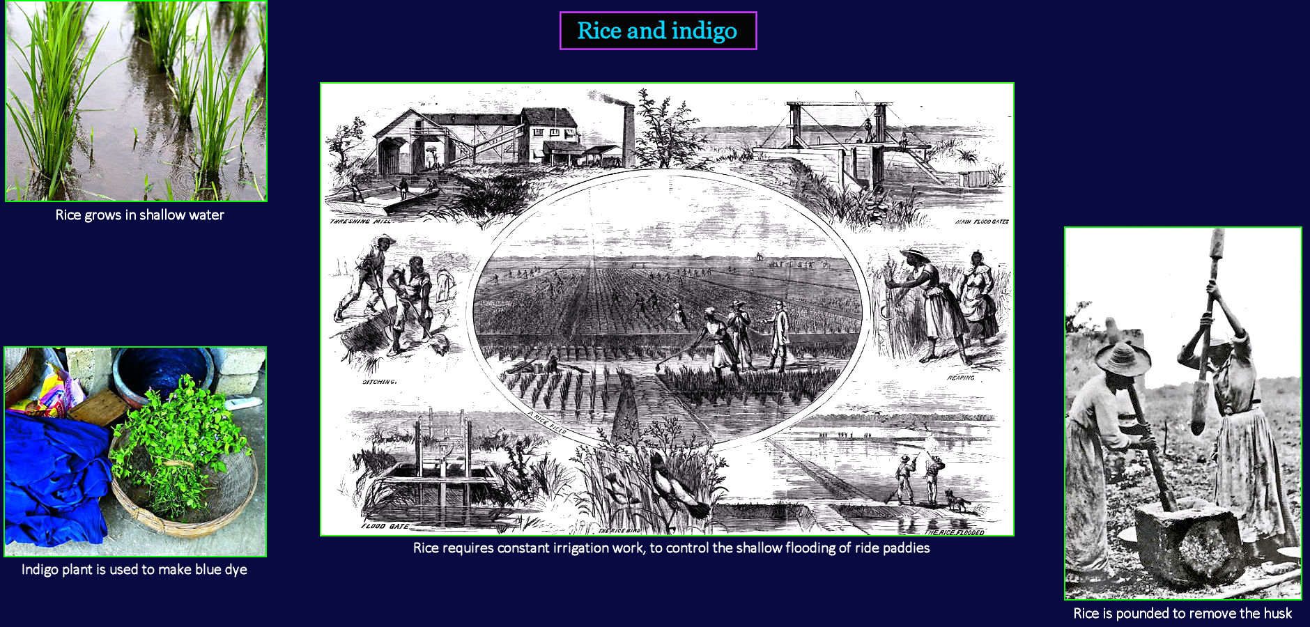 Rice and Indigo plantations, 1800